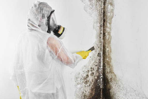 Best HVAC Mold Remediation in Reedsville, WI