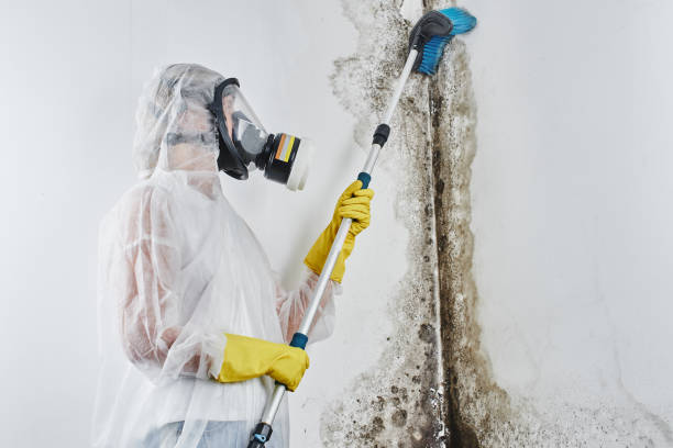 Best Basement Mold Remediation in Reedsville, WI
