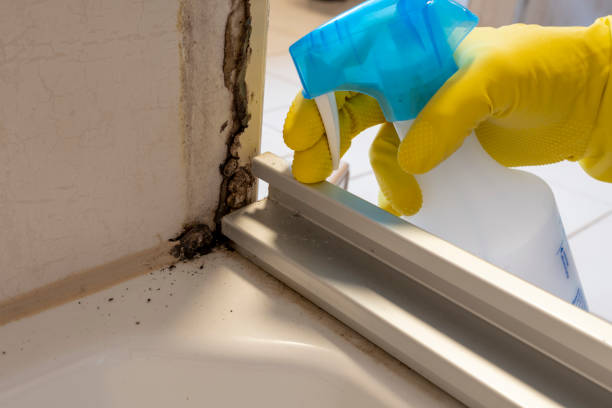 Best Insurance-Related Mold Remediation in Reedsville, WI