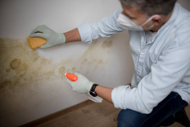 Best Health and Safety Mold Remediation in Reedsville, WI
