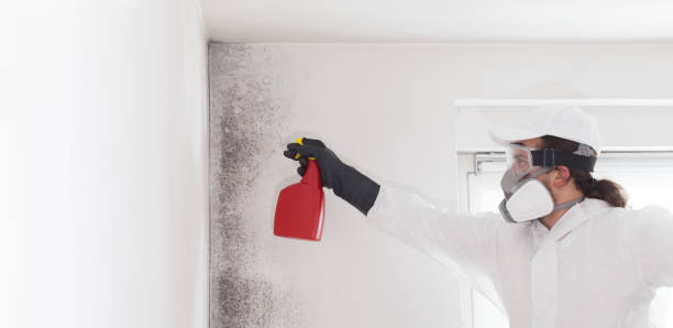 Best White Mold Remediation in Reedsville, WI