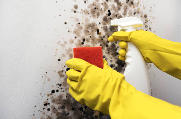 Best Post-Flood Mold Remediation in Reedsville, WI