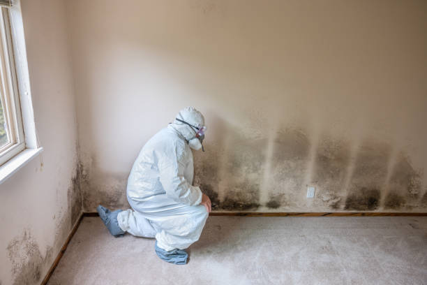 Best Bathroom Mold Remediation in Reedsville, WI
