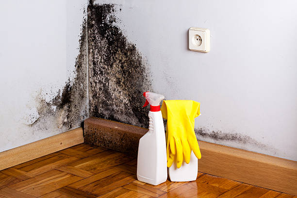 Best Industrial Mold Remediation in Reedsville, WI