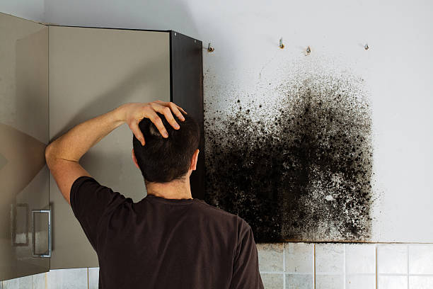 Best Residential Mold Remediation in Reedsville, WI