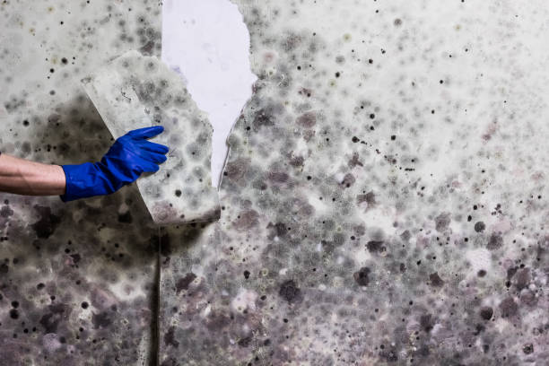 Best Preventive Mold Services in Reedsville, WI
