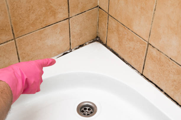 Best HVAC Mold Remediation in Reedsville, WI